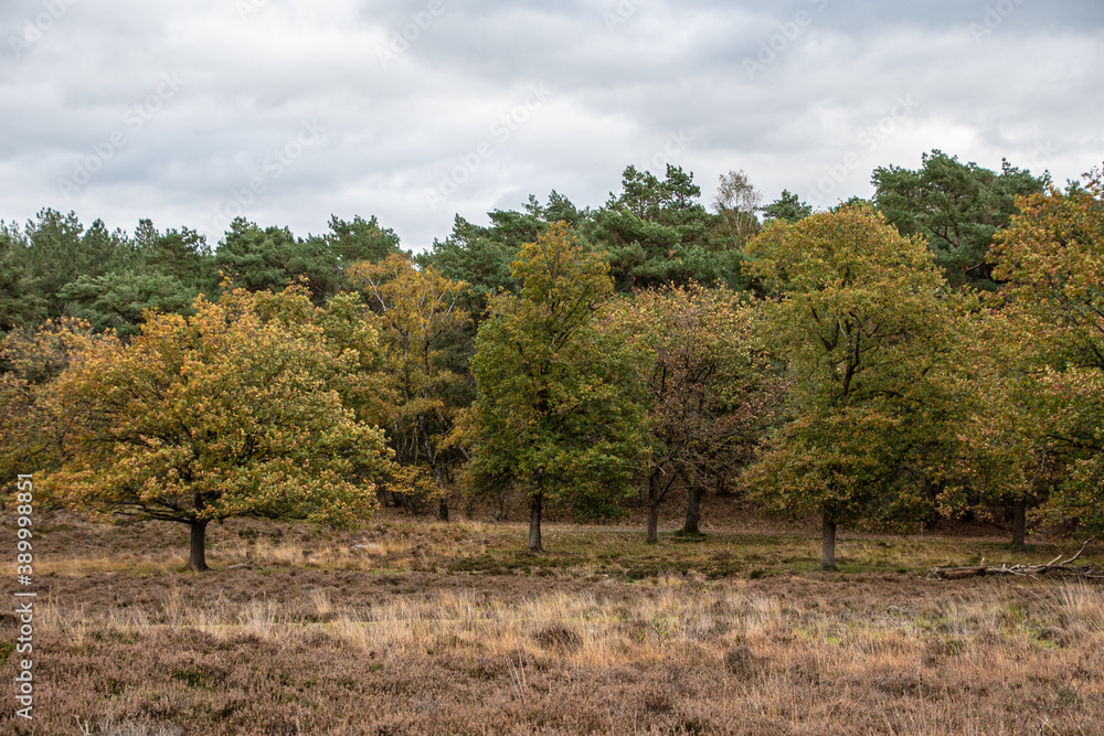 Dutch autumn landscape with beautiful colored trees Dutch autumn landscape with beautiful colored trees