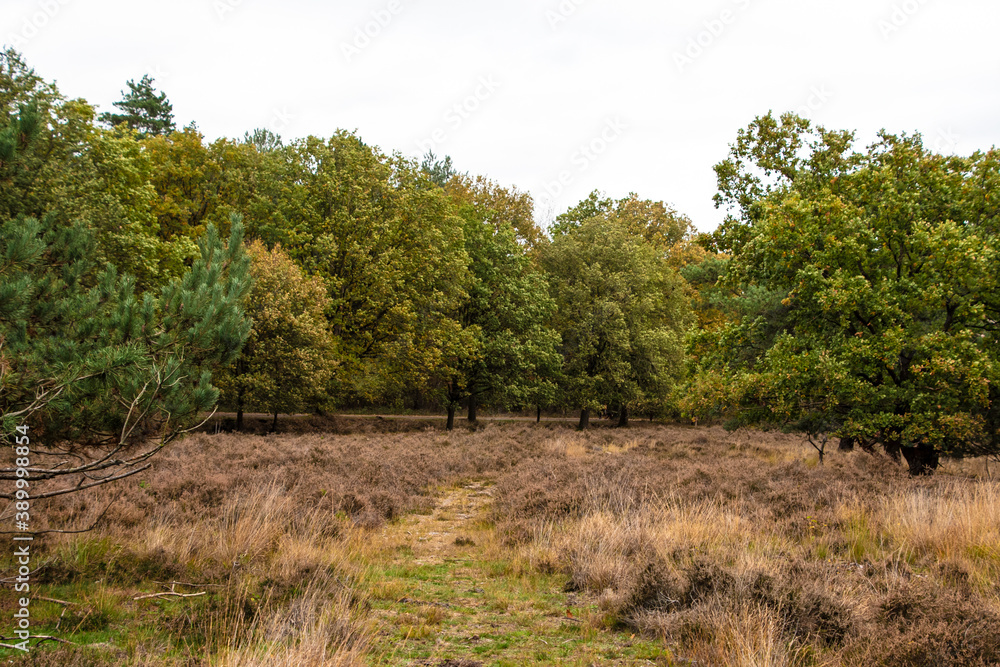 Dutch autumn landscape with beautiful colored trees
