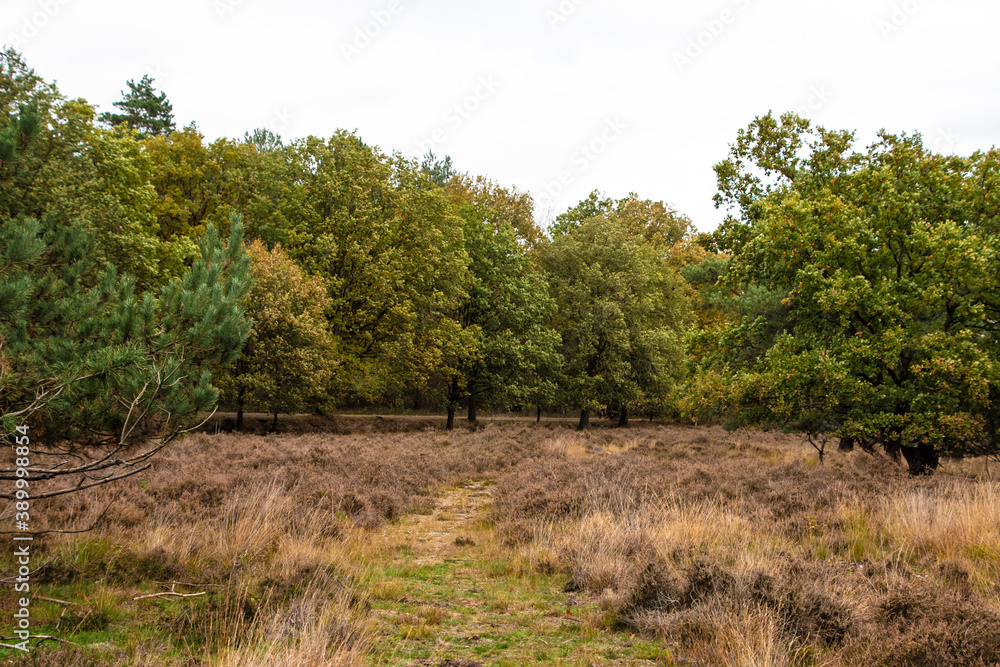 Dutch autumn landscape with beautiful colored trees Dutch autumn landscape with beautiful colored trees