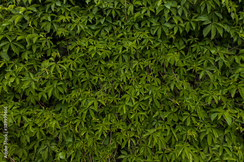 dark green leaves nature simple background wallpaper picture garden ecology concept