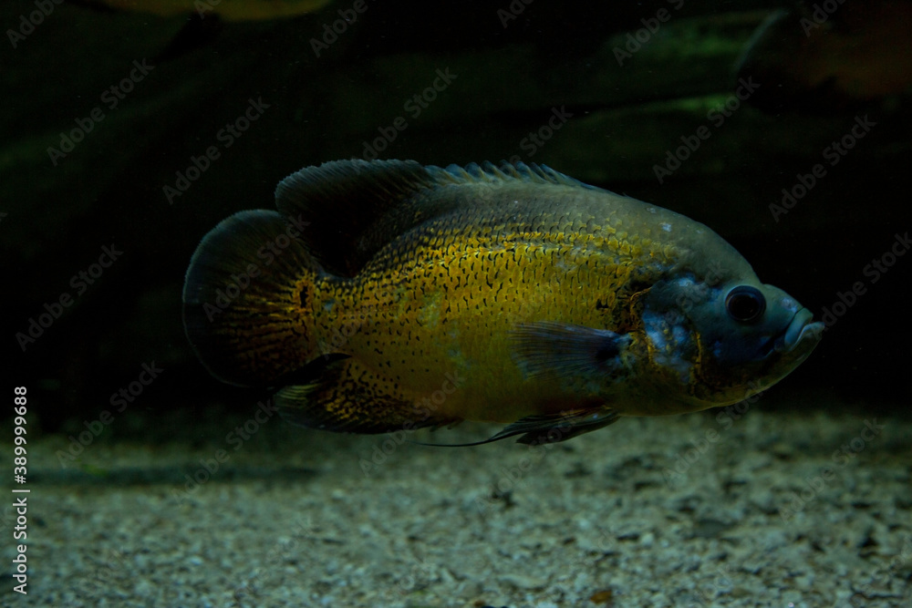 Oscar, tiger oscar, velvet cichlid, marble cichlid (Astronotus ocellatus). Oscar, tiger oscar, velvet cichlid, marble cichlid (Astronotus ocellatus).