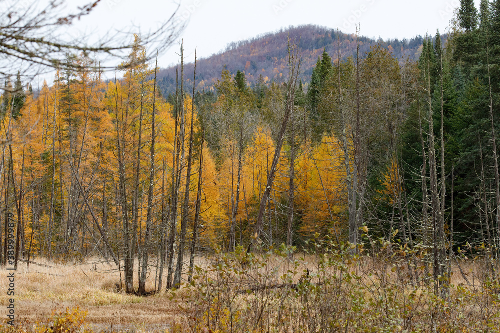 Tamaracks at beaver pond