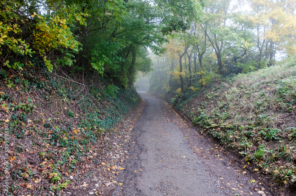 Fototapeta premium Paththrough a misty forest