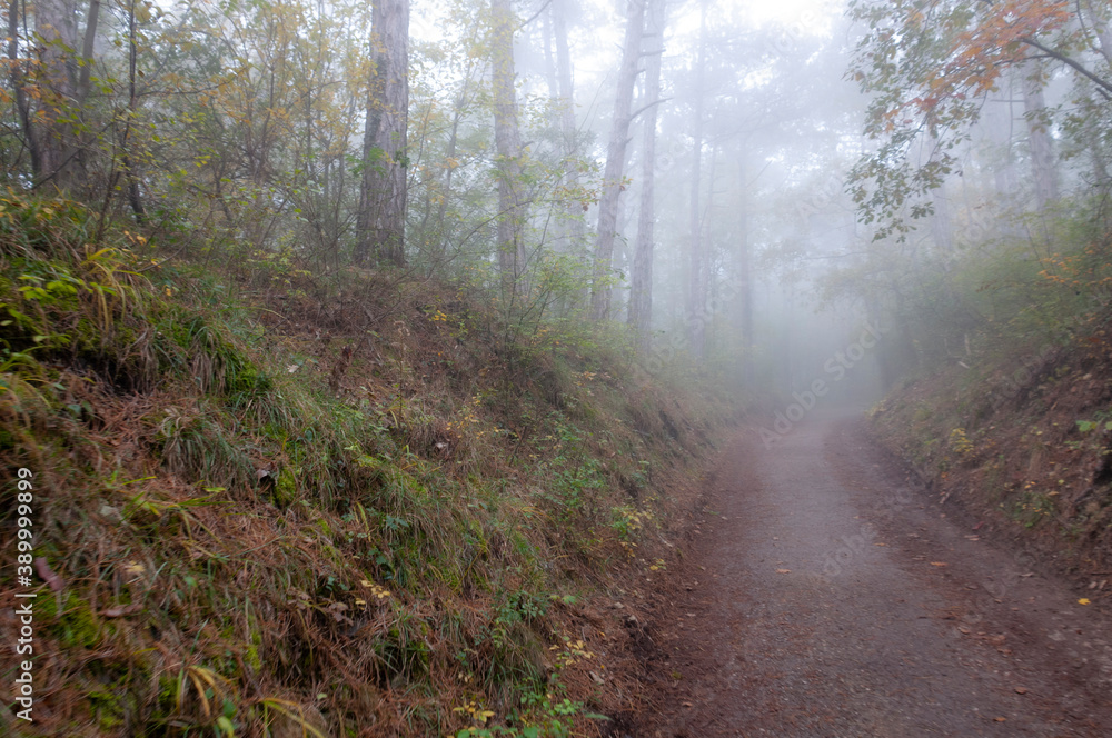 Obraz premium Paththrough a misty forest