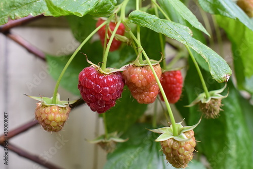 Raspberries are a valuable asset in home gardens because their fruit is fragile and perishable which prohibits the fresh berries shipping. A healthy plant produces good berry crops for about ten years