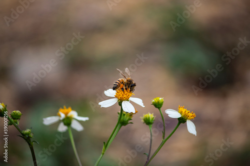 Abeja polinizando una flor sobre un fondo borroso. © Nayeli y Rodrigo