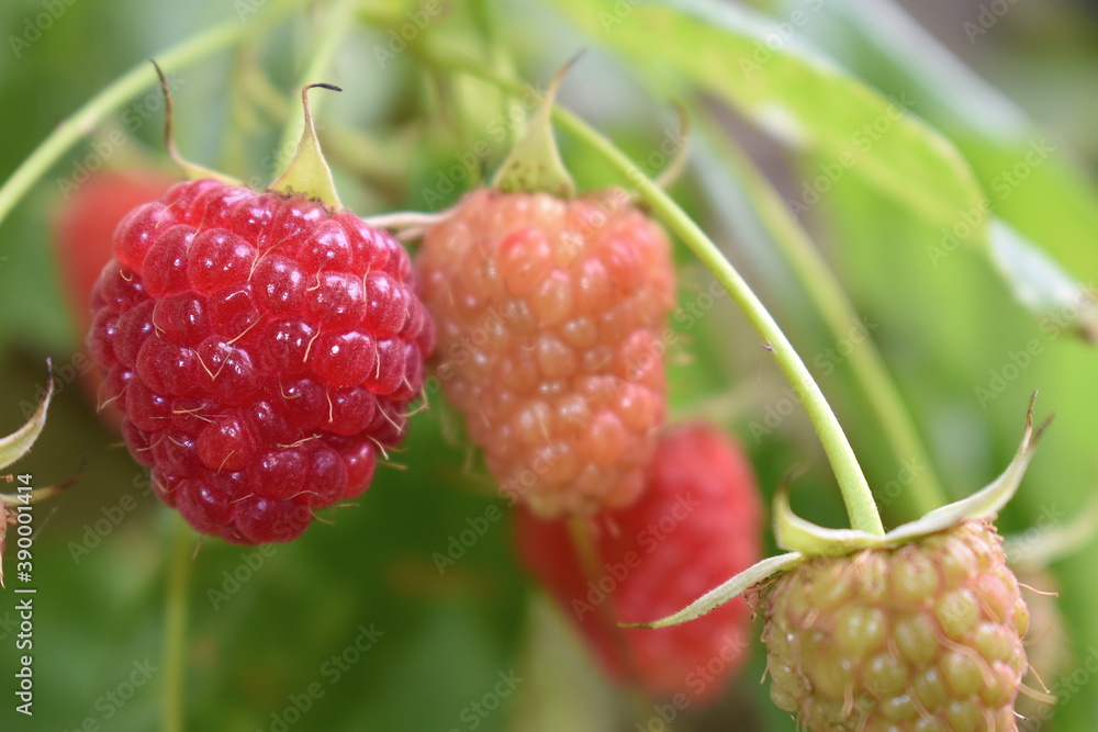 Raspberries grown in UK are an aggregate fruit of individual drupelets