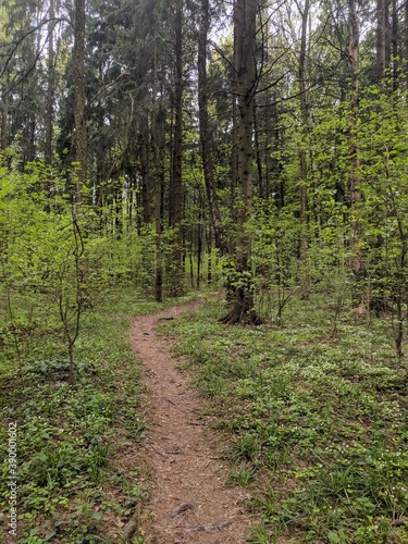 Fototapeta Naklejka Na Ścianę i Meble -  path in the woods