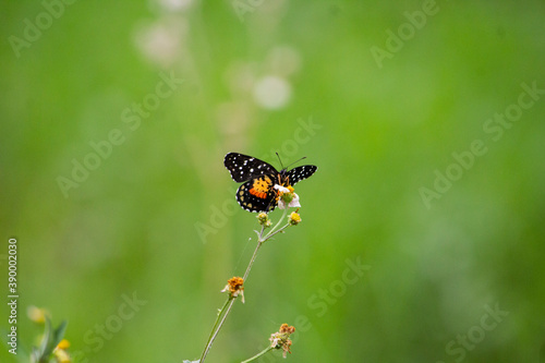 Mariposa negra sobre una flor © HazaelJonathan