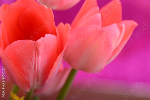 Red flower tulip. Group of colorful tulip. Bright colorful tulip close up for greetings card.