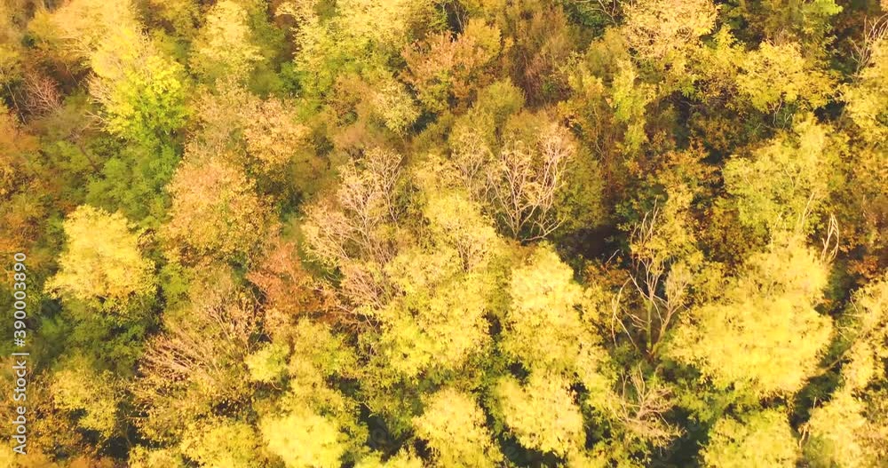 autumn trees with yellow and red leaves view from a height of 30 meters autumn trees with yellow and red leaves view from a height of 30 meters