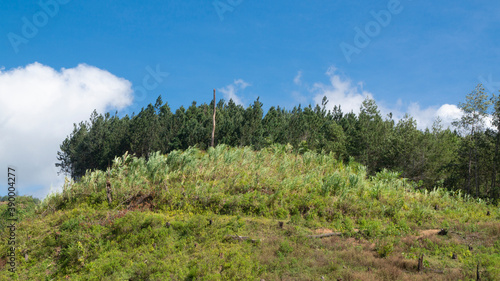 A hilltop with lined trees and a cloudy blue sky background, this image is perfect for using as a wallpaper or graphic resource