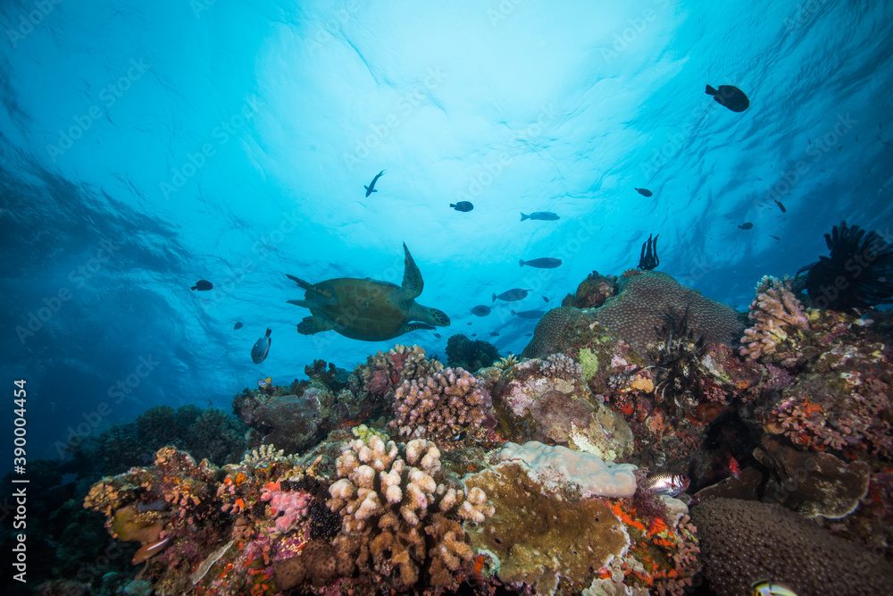 Fototapeta premium A sea turtle swims over colorful coral and fish on the reef