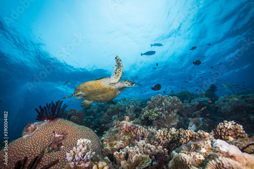 A sea turtle swims over colorful coral and fish on the reef