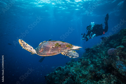 A Diver swims near a Sea Turtle on the reef © Jemma Craig