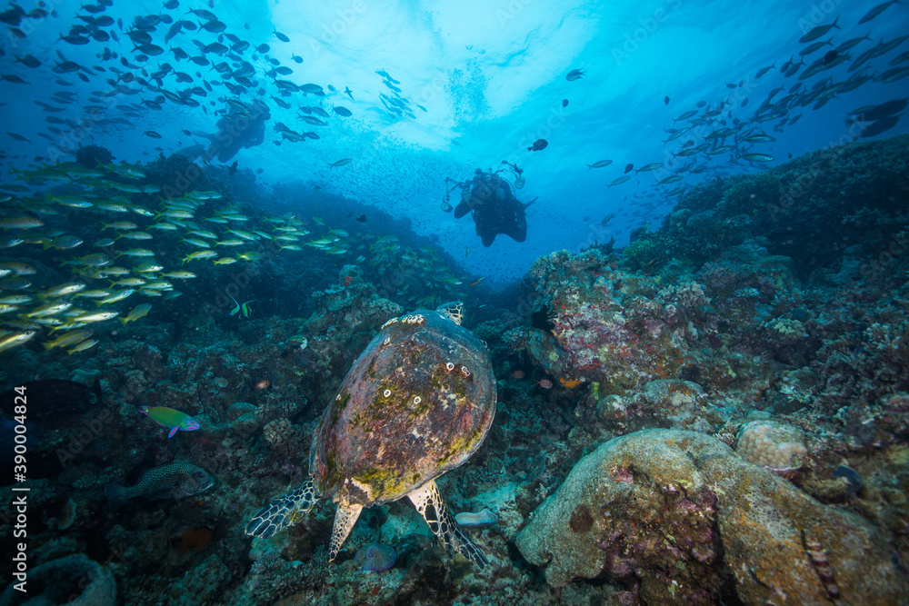 Fototapeta premium A Diver swims near a Sea Turtle on the reef