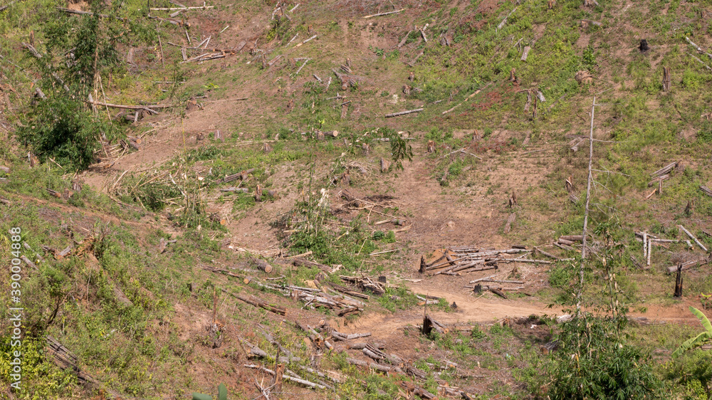 Former pine forest that has just been cut down for replanting. Keeping the forest trees there can prevent flood and dryness of water Former pine forest that has just been cut down for replanting. Keeping the forest trees there can prevent flood and dryness of water