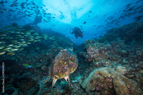 A Diver swims near a Sea Turtle on the reef