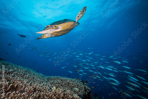 A sea turtle swims over colorful coral and fish on the reef