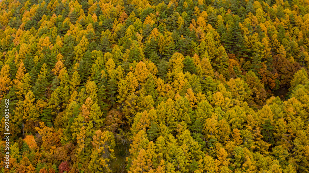 Mountain slope covered with autumnal coniferous forest Mountain slope covered with autumnal coniferous forest