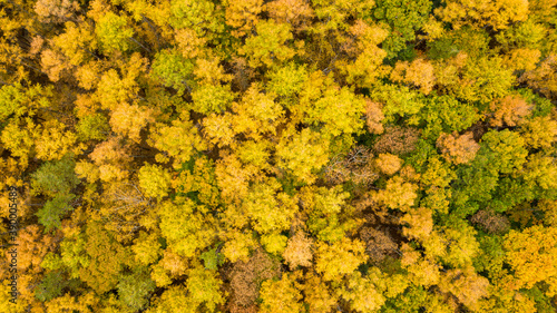 vertical shot of temperate forest with beautiful autumn colors from low altitude