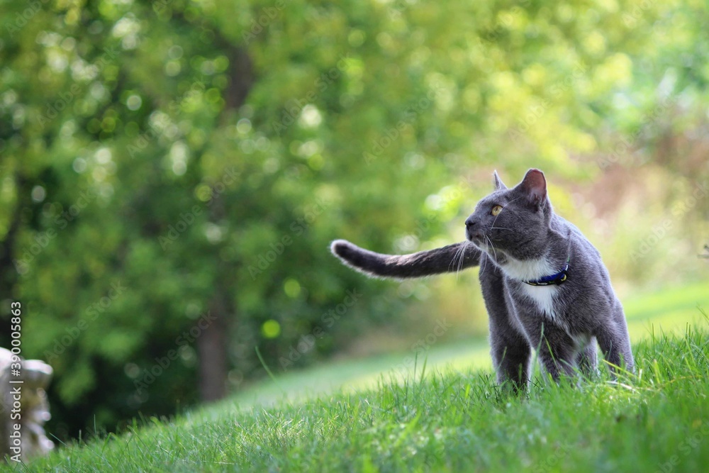 Obraz premium Cat Day Dreaming