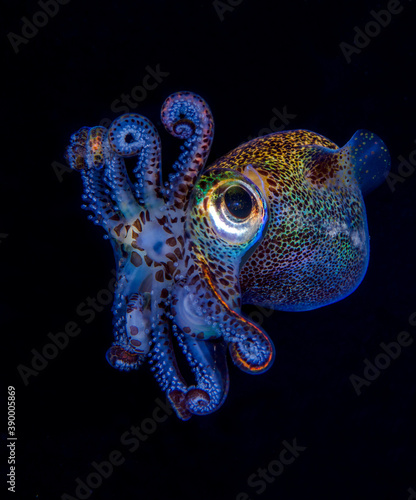 Berry's Bobtail Squid - Euprymna berryi hunting in the night. Amazing underwater world of Tulamben, Bali, Indonesia.