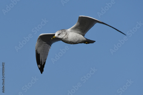 Ring-billed Gull flying under a blue sky