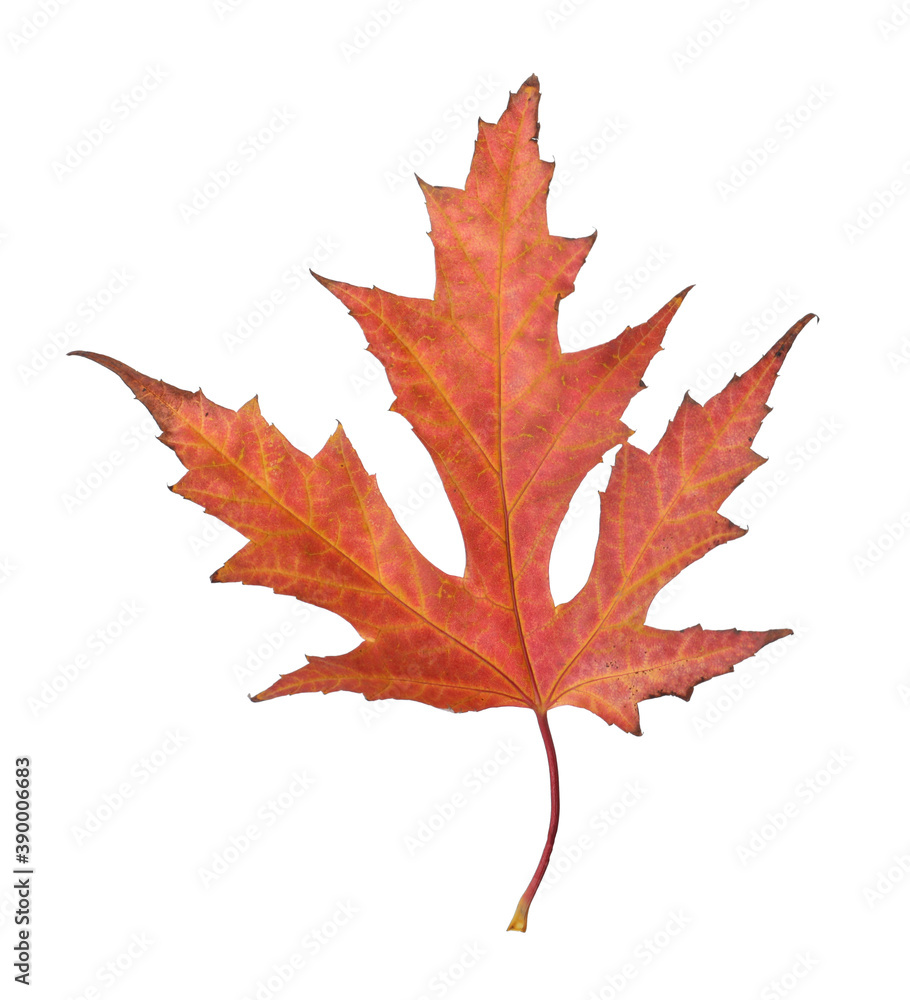Dry leaf of Japanese maple tree isolated on white. Autumn season Dry leaf of Japanese maple tree isolated on white. Autumn season