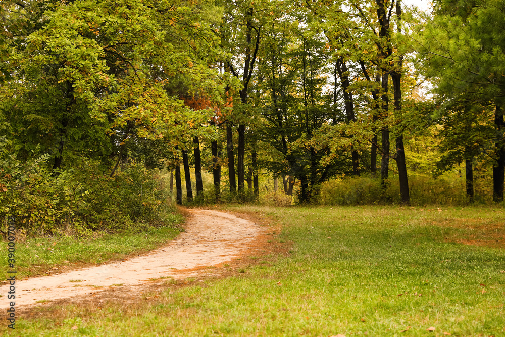 Fototapeta premium Beautiful view of forest with trees and pathway on autumn day