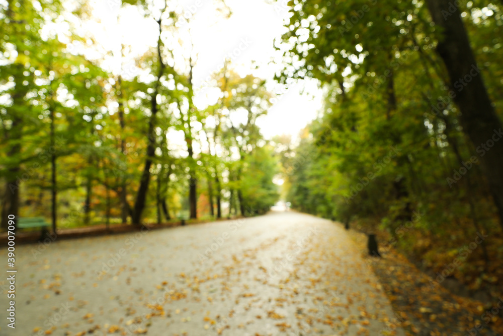 Fototapeta premium Blurred view of beautiful park with trees on autumn day