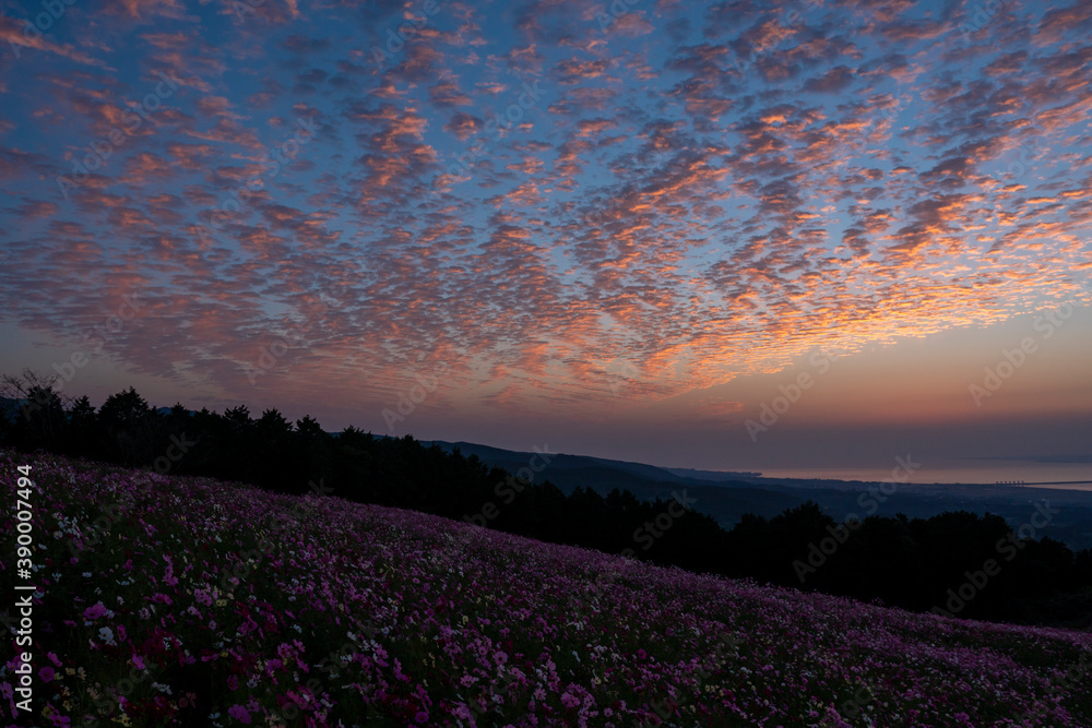 Fototapeta premium 長崎県諫早市 早朝の高原に咲く秋桜 白木峰高原