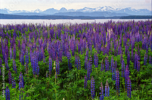 A field of lupine in Norway with water and mountains in background