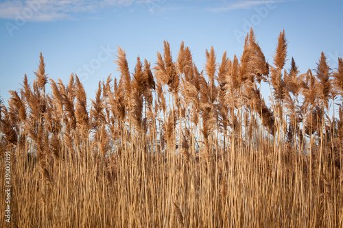 Slika na platnu Golden sea oats growing vertically with a blue sky.