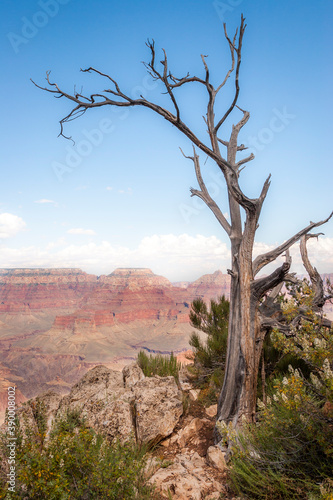 Scenic overlook view of the Grand Canyon National Park in Arizona featuring weathered dead wood and banded layers of red rock, limestone, sandstone, and shale.
