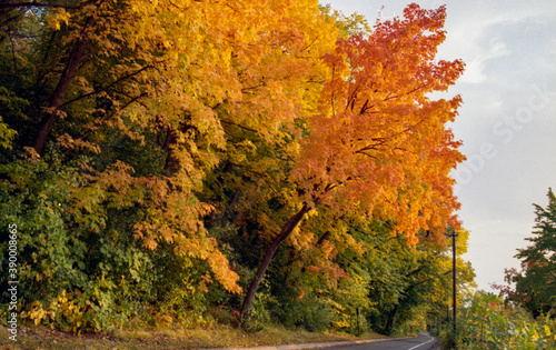 autumn in the park
