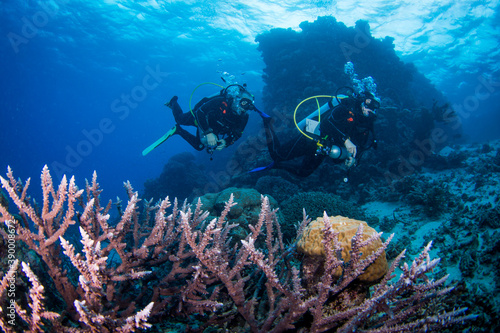 Wallpaper Mural A Diver swims near Healthy and colorful coral and fish on the Great Barrier Reef Torontodigital.ca