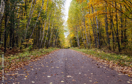 road in autumn forest