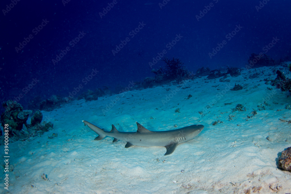 Fototapeta premium A white tip reef shark sits on the sand at the reef