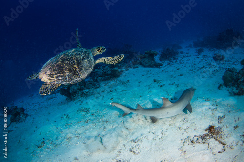 A Shark and a Sea turtle swim together on the reef