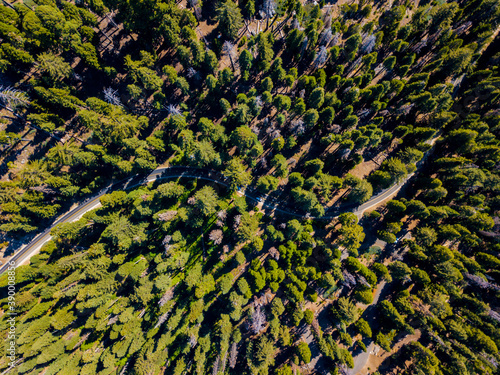 Aerial top view mesmerizing sequoia forest
