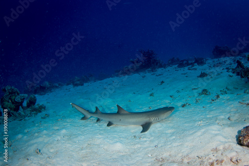 A white tip reef shark sits on the sand at the reef