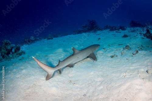 A white tip reef shark sits on the sand at the reef