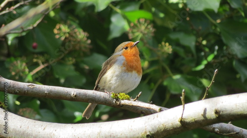 robin on a branch