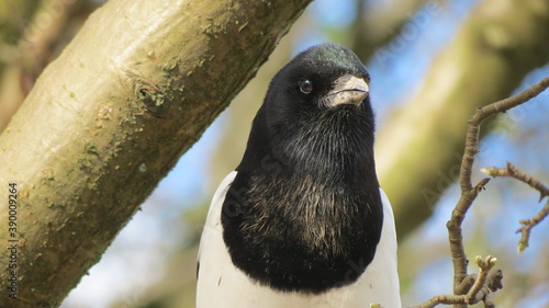 Magpie in a tree