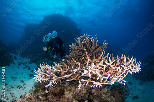 Fototapeta Naklejka Na Ścianę i Meble -  Diver swims with colorful coral and fish on the reef
