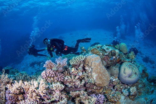 Diver swims with colorful coral and fish on the reef