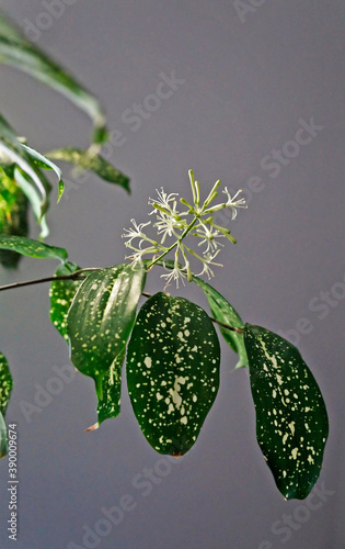 Dracaena flowers (Dracaena godseffiana), Rio de Janeiro, Brazil  photo