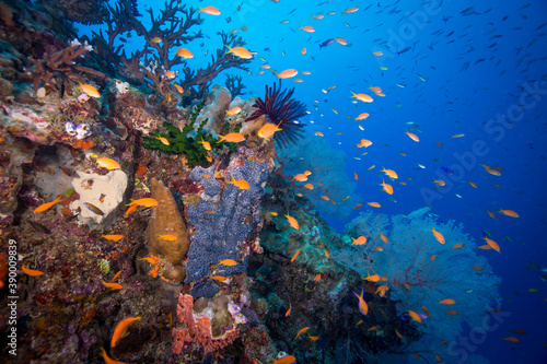 Healthy and colorful coral and fish on the Great Barrier Reef