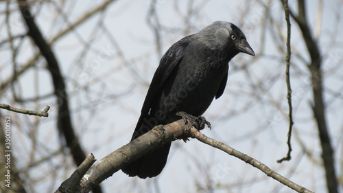 Jackdaw in a tree